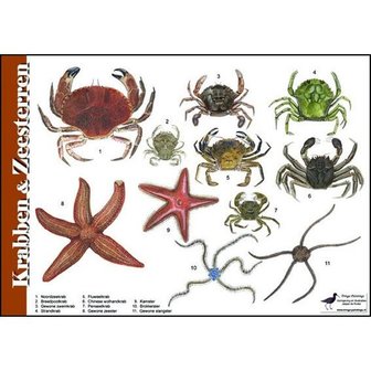 Herkenningskaart | Krabben en zeesterren