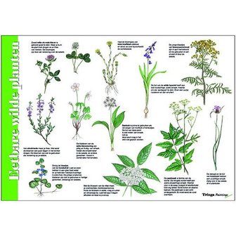 Herkenningskaart | Eetbare wilde planten