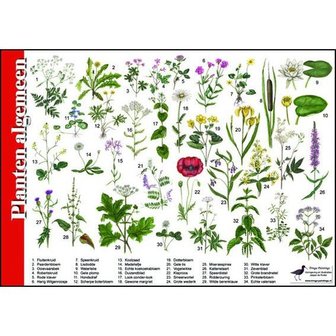 Herkenningskaart | Planten algemeen
