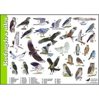 Herkenningskaart | Roofvogels & uilen