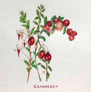 Ansicht Cranberry | AB