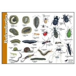 Herkenningskaart | Bodemdiertjes