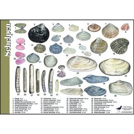 Herkenningskaart | Schelpen