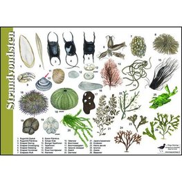 Herkenningskaart | Strandvondsten