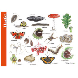 Herkenningskaart | Herfst