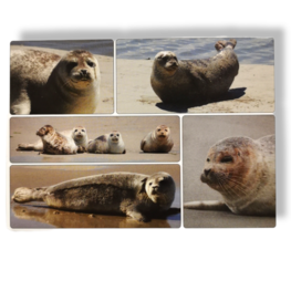 Magneet | Zeehonden combi Magneet | Zeehonden combi