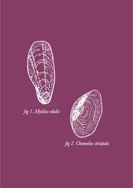 Ansicht Wadplaatje | Schelpen Ansicht Wadplaatje | Schelpen