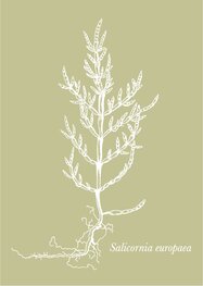 Ansicht Wadplaatje | Zeekraal Ansicht Wadplaatje | Zeekraal