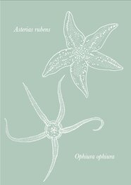 Ansicht Wadplaatje | Zeester Ansicht Wadplaatje | Zeester